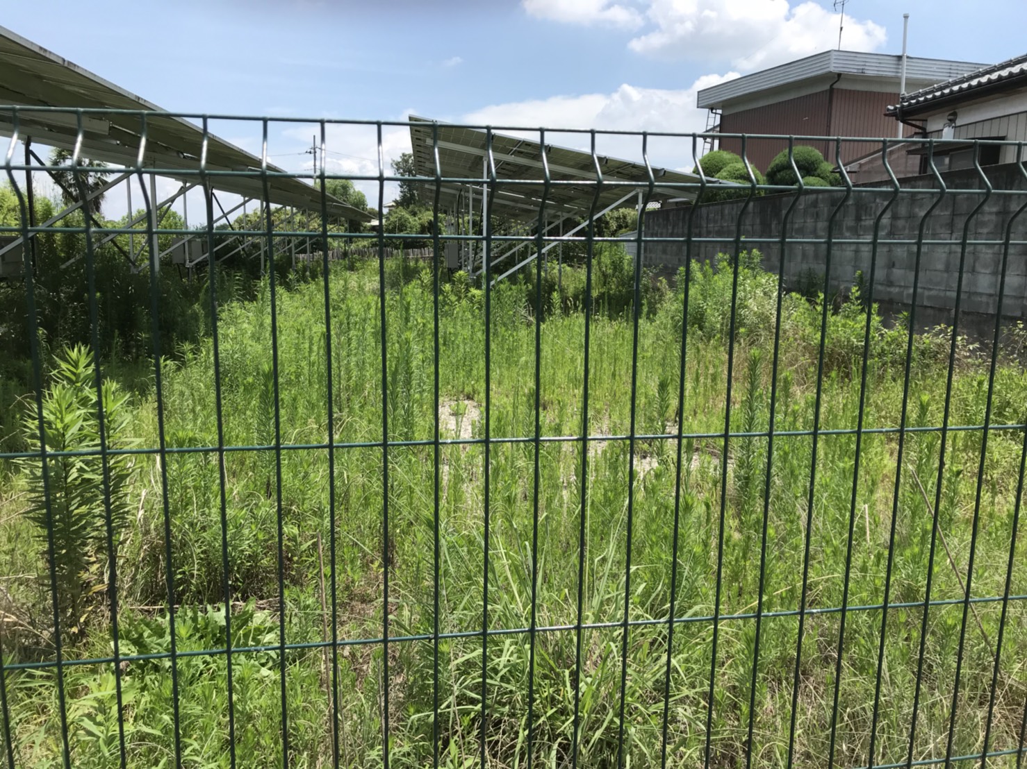太陽光発電所草刈り施工前